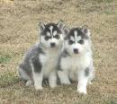 affectionate male and female siberian husky puppies for sale