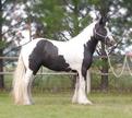 potty cute male and female horses for sale