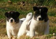 Lovely Akita puppies available for good home
