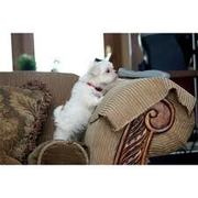 AKC Toy Maltese Puppies for adoption 