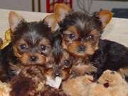 WHOO!!!! YORKIES for X-Mass(nancybell1@live.com) 