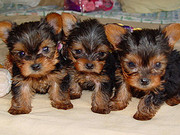 xmas yorkie puppies for free adoption