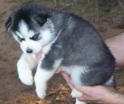 cute and lovely siberian husky puppies for lovely homes