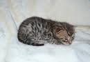Bengal Kittens for adoption