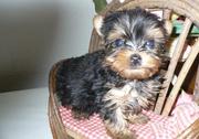 Quality Teacup Yorkshire Terrier Puppies
